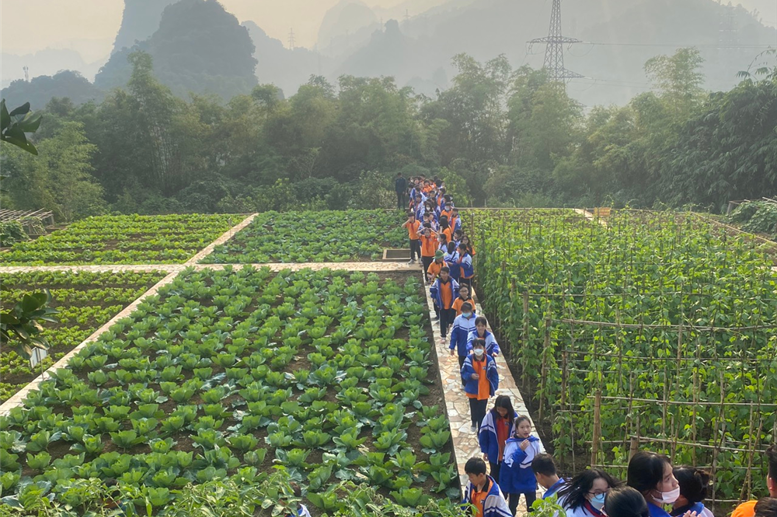 Trầm trồ và thán phục trước vườn rau xanh mướt của các chú bộ đội