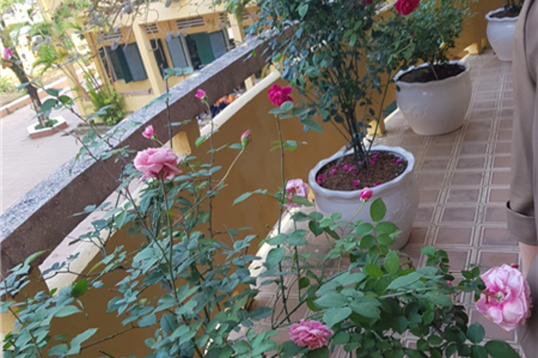 Vườn trường đang rực rỡ sắc xuân